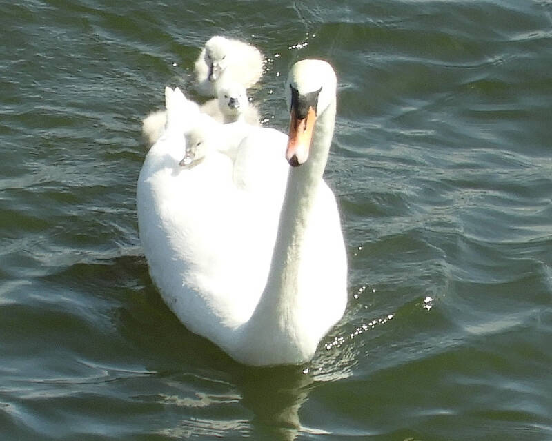 a new fresh family, 19/05/20 (9)