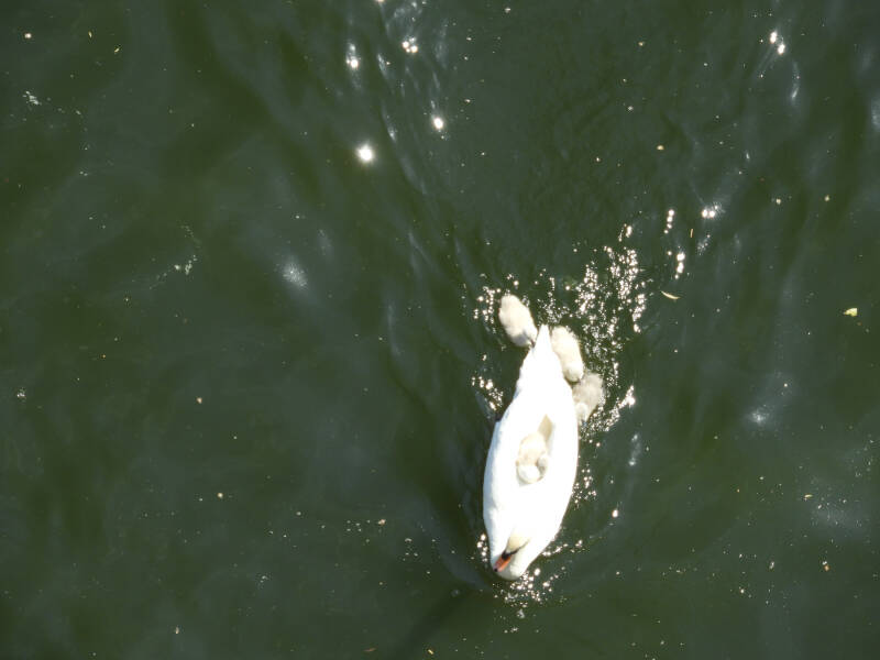 a new fresh family, 19/05/20 (10)