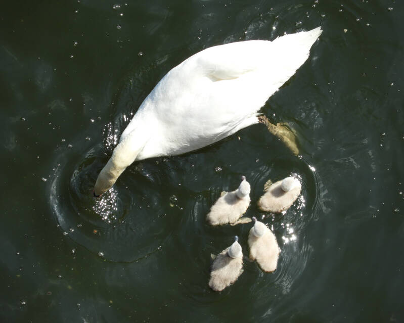 a new fresh family, 19/05/20 (11)