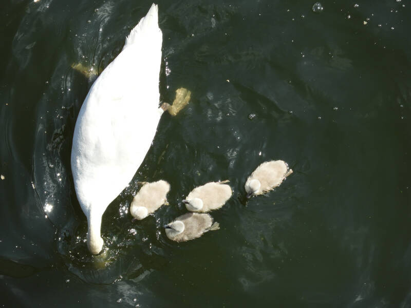 a new fresh family, 19/05/20 (12)