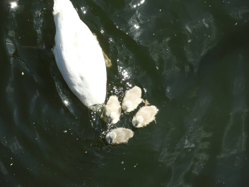 a new fresh family, 19/05/20 (13)