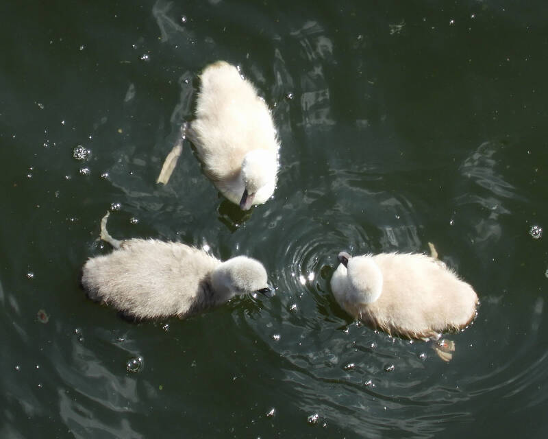 a new fresh family, 19/05/20 (14)