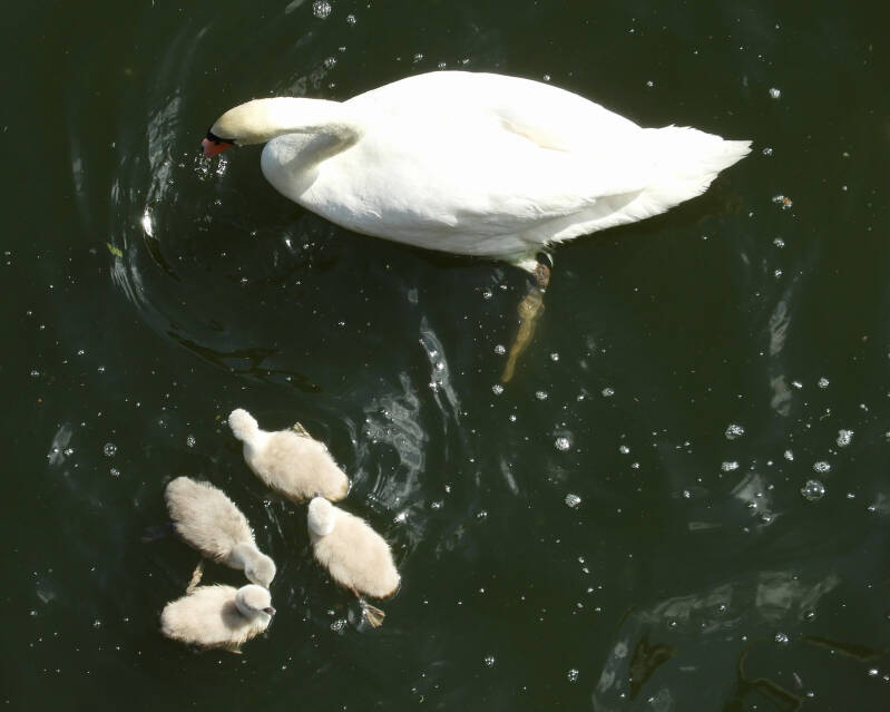 a new fresh family, 19/05/20 (15)