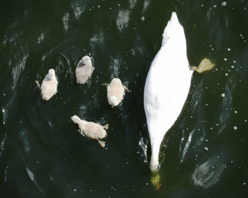 a new fresh family, 19/05/20 (16)