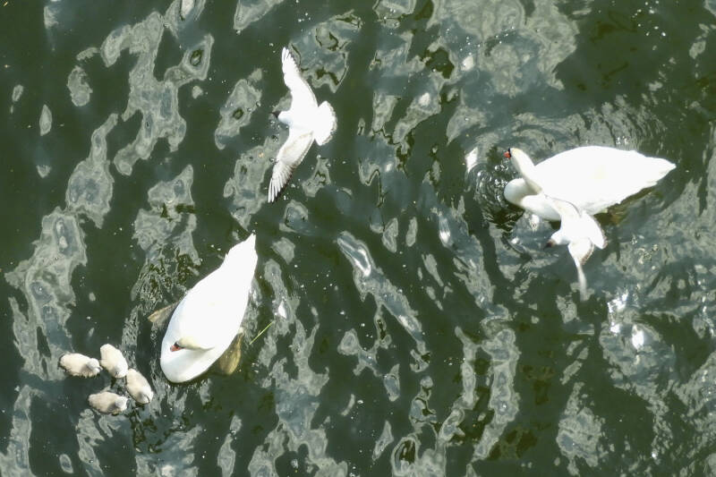 a new fresh family, 19/05/20 (17)