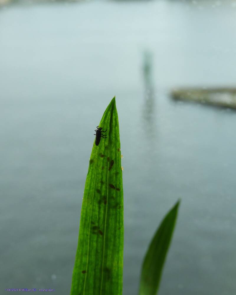 party time.., just over  the other side is the feast