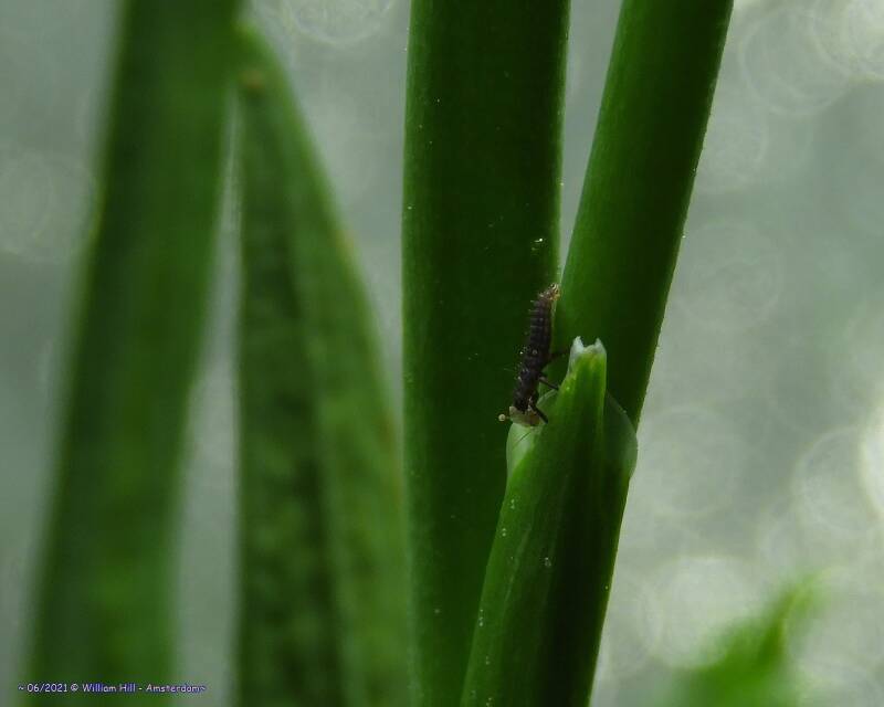 the Adalia self is about 1 to 2 milimeter