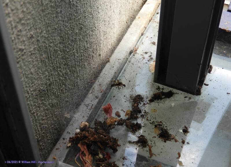 the spider attacked some beetle