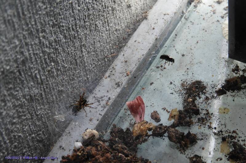 nope, this won&#039;t be a fat spider