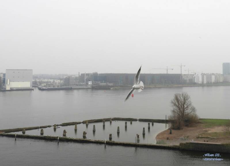 (02) - and the rest of the day..Mist and a happy to see me gull
