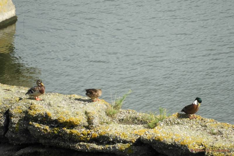 (7)  -  Ducks enjoy the sun