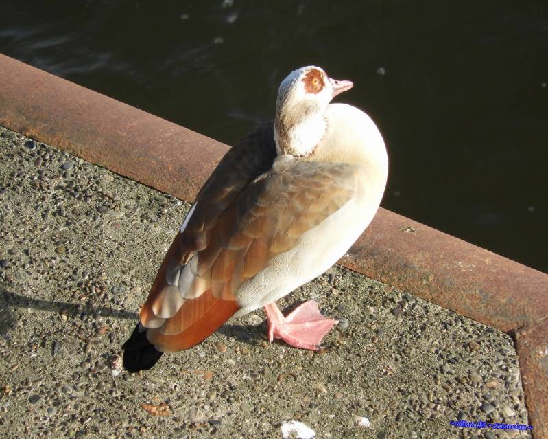 huh, who is up there looking at me?