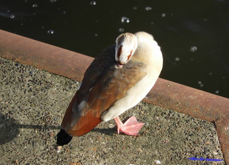 back to nose-warming modus