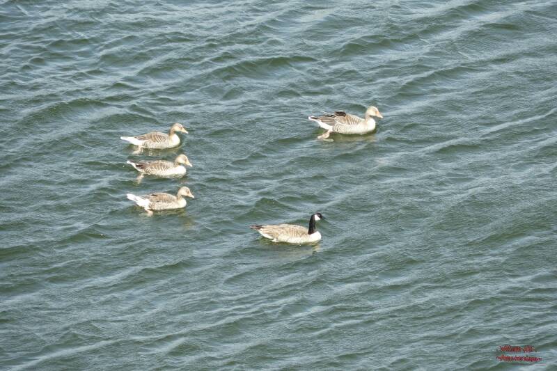GEESE SEARCHING SOMEONE (who came a day later)