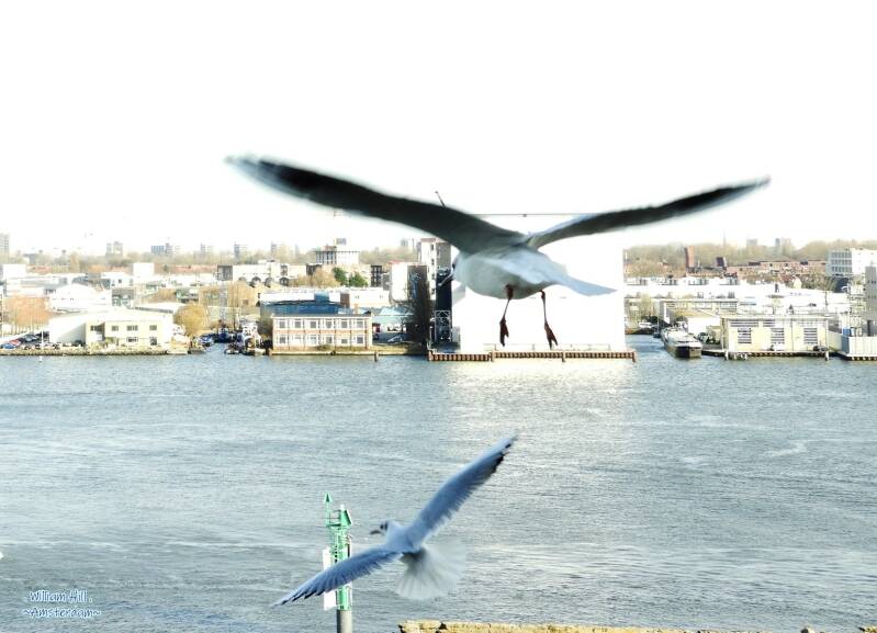 (12) - gulls