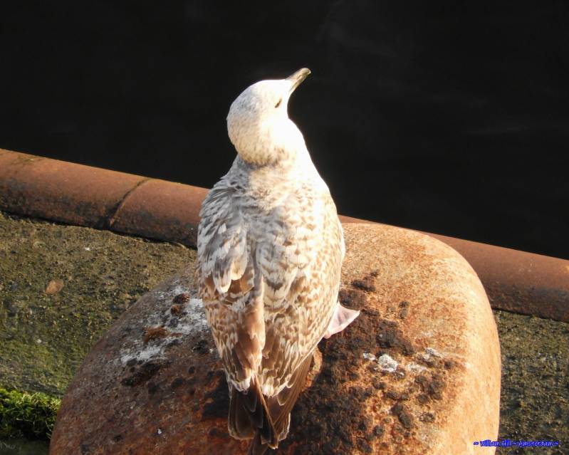enjoying the sunlight