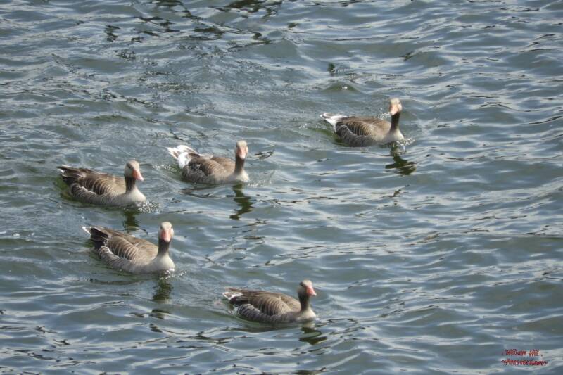 GEESE landed here to search someone, who probably came a day earlier to seek them