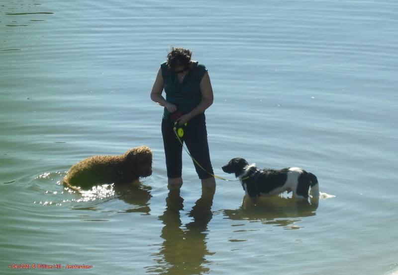 it looks that the brown dog is peeing and the other gets that feeling of warm paws