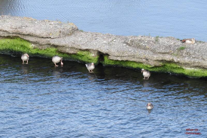 the geese waiting for friends? a dry belly  moment 