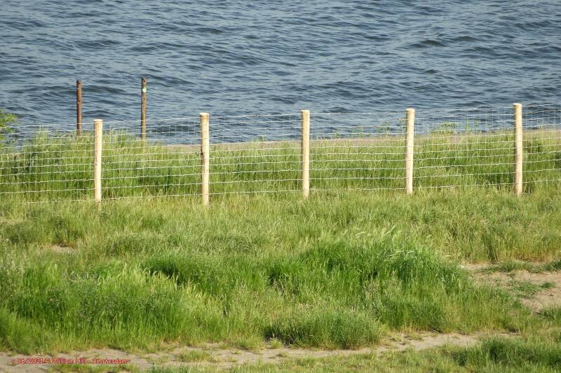 the fence, but where are the cows?