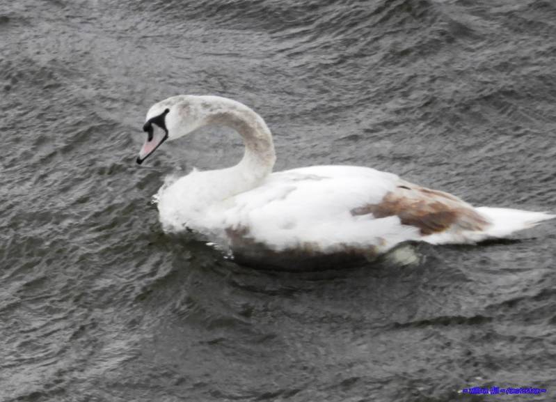 enjoying the windy weather