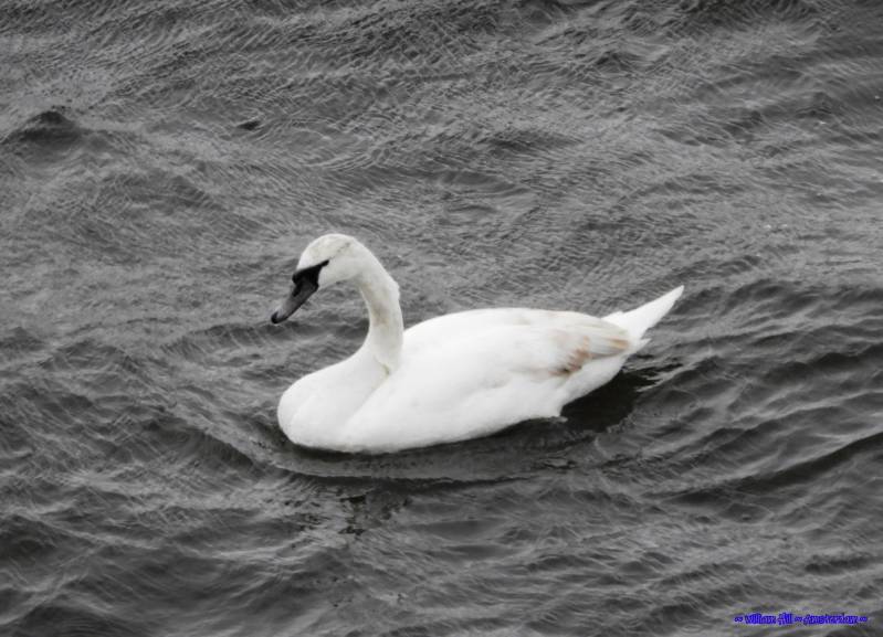 I swim and swim but stay on the same spot