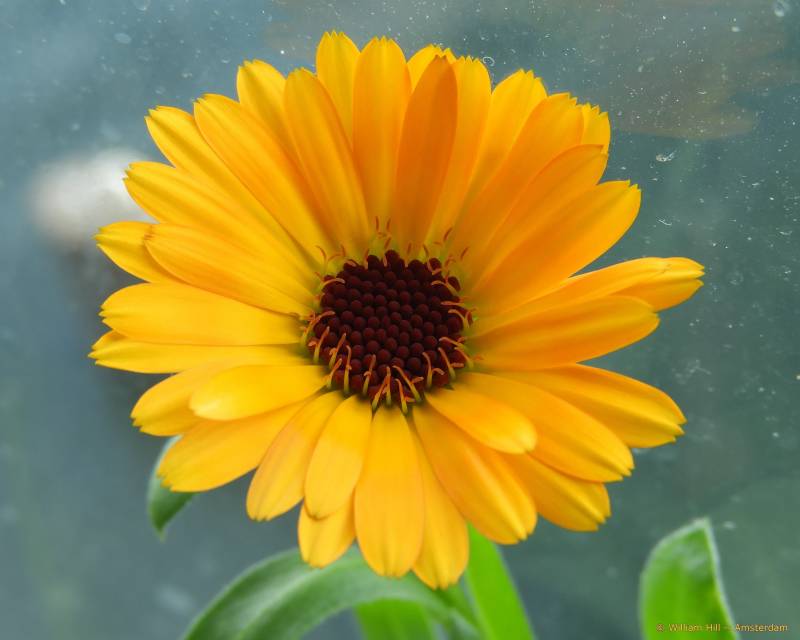 (12)  -  GOUDSBLOEM, CALENDULA OFFICINALIS