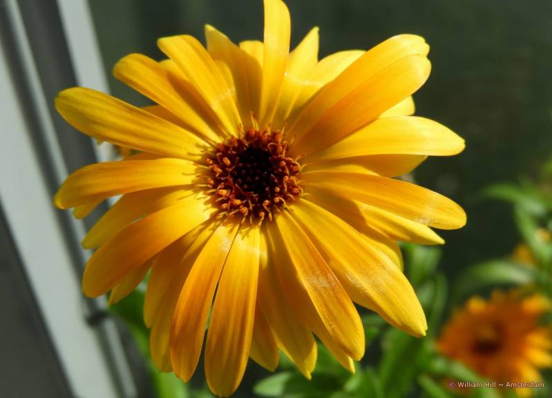 doing its best too a bit to hard