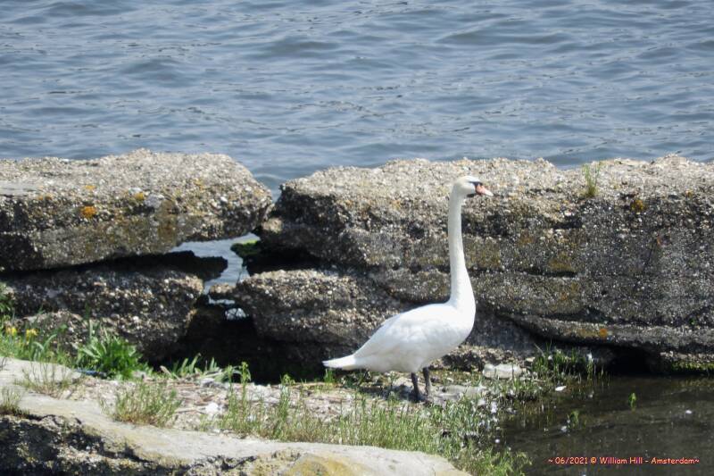 stretching the neck to see what&#039;s going on.