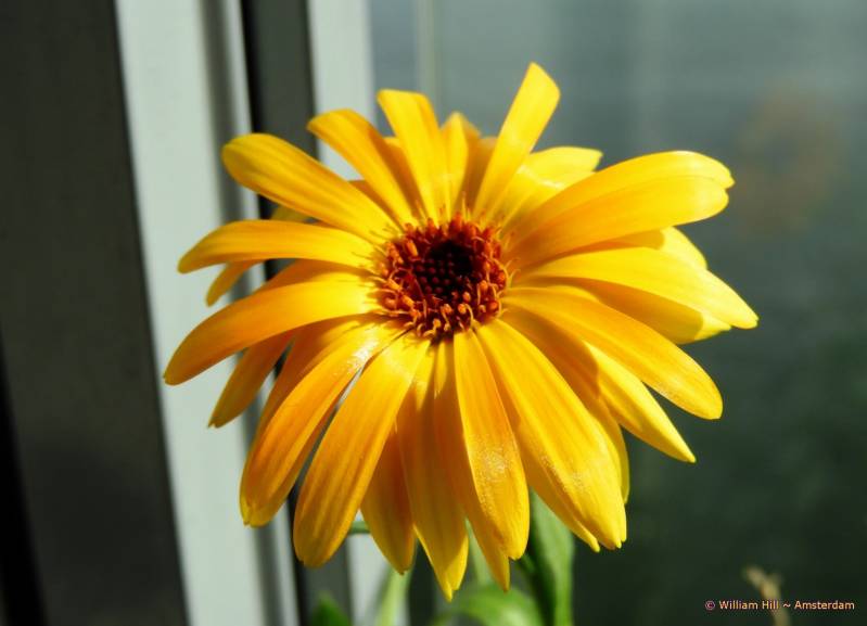 more CALENDULA OFFICINALIS