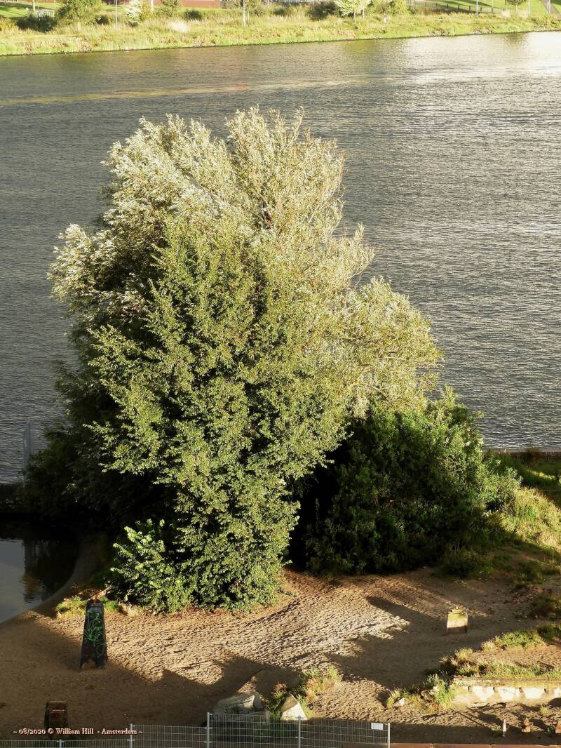 28/8, The Stenenhoofd tree(s)