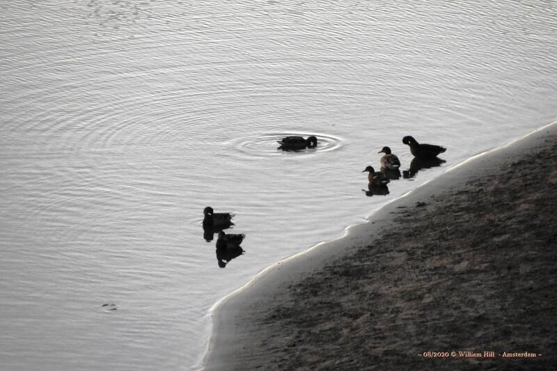 6:29 Sunday morning - the Ducks