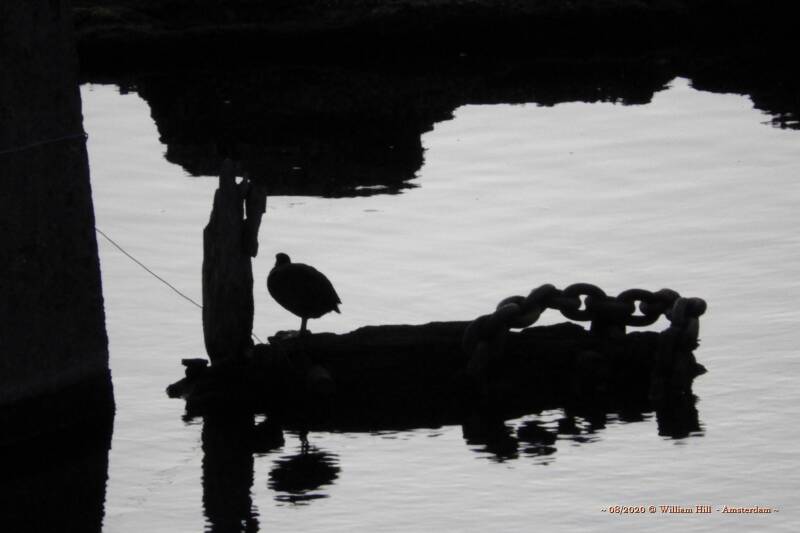6:29 Sunday morning - a coot 