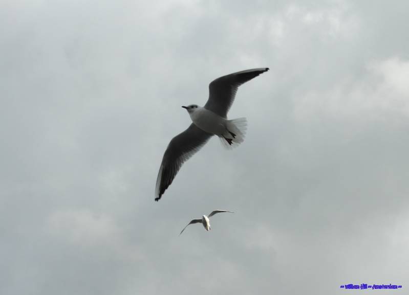 (26) - some passing through friends