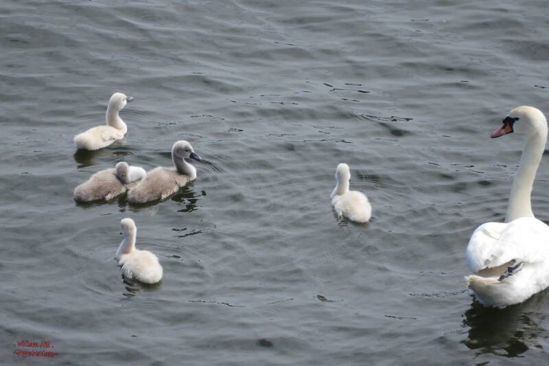 one with a sore neck or very sleepy or a bit sick, seasick?