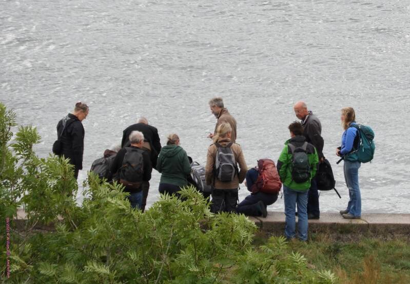 A tourist group of Biologists, to see the ferns that grow at quaysides of the pier (some of these ferns are not found anywhere else in the Netherlands)