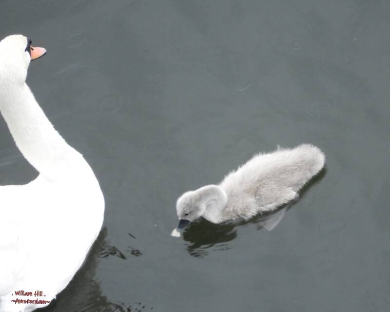 (5) - trying a piece of apple