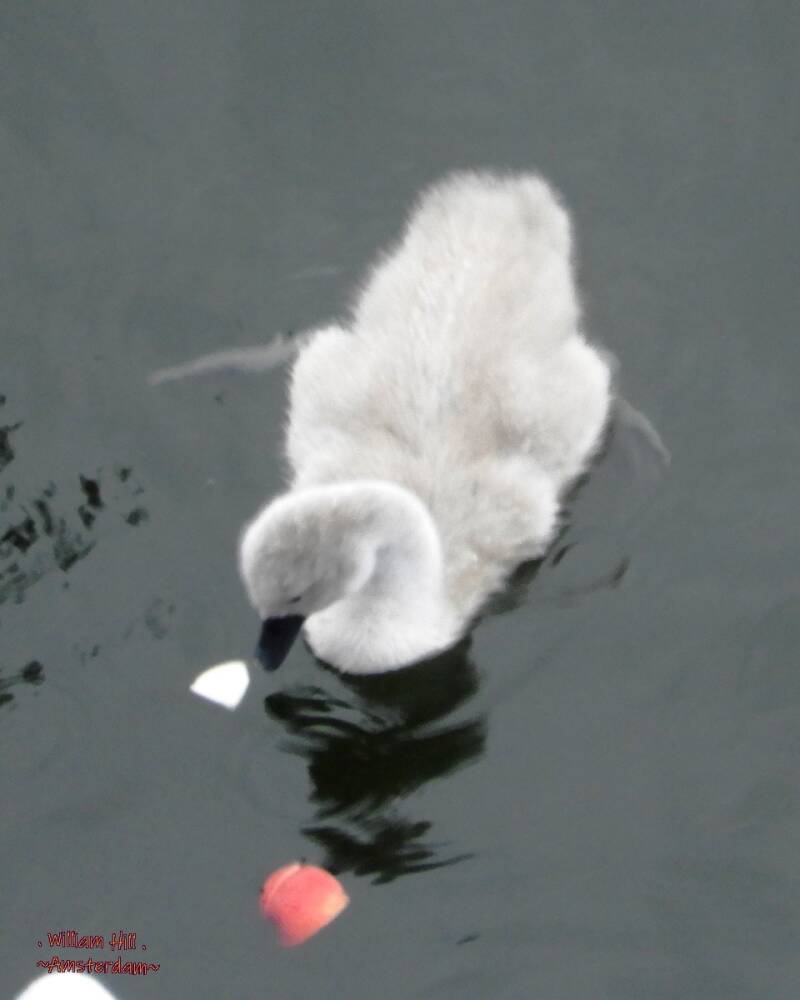 but can&#039;t bite yet..