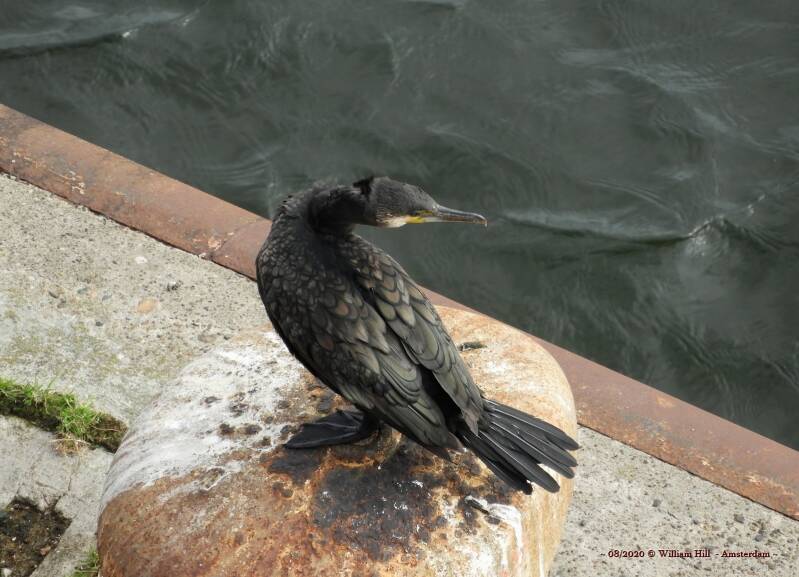Cormorant / Aalscholver