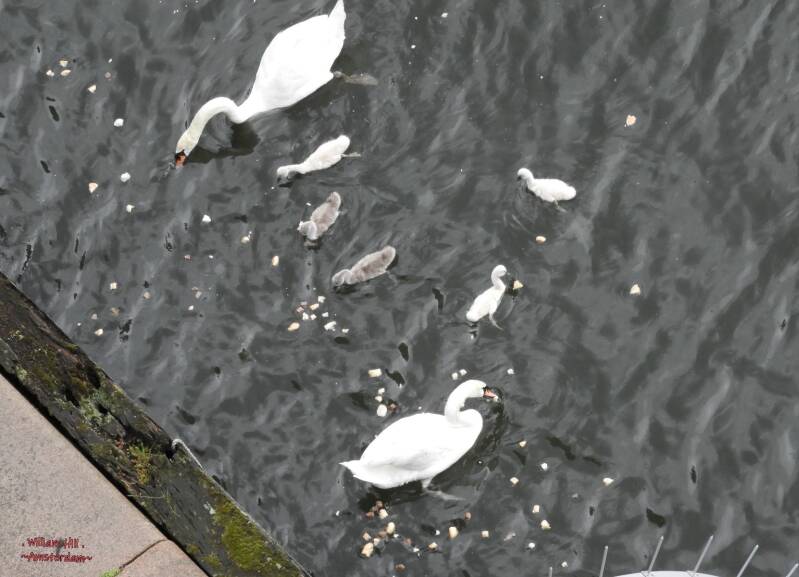 but only the parents can eat it, looks even to hard for them