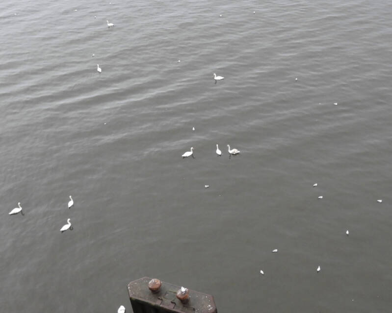 Covid_19 rules for swans:  keep distance and no more than 3 per group