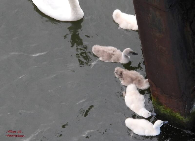 the kids still prefer wet