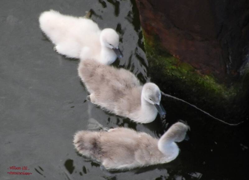  slippery green stuff