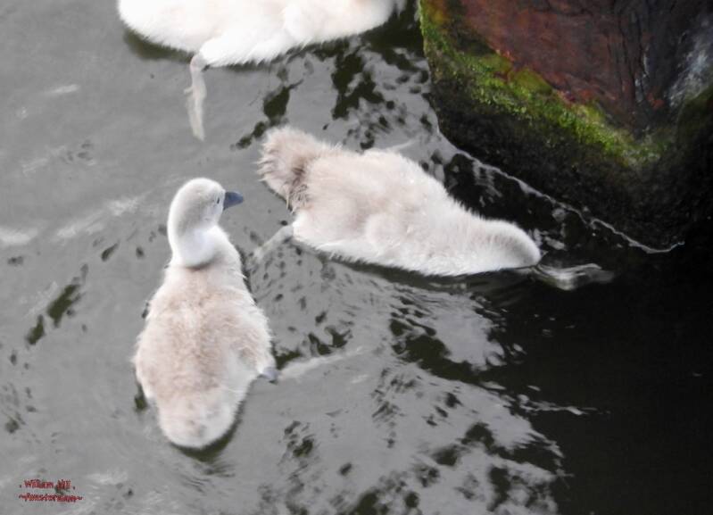 that seems to be tastier under the waterline