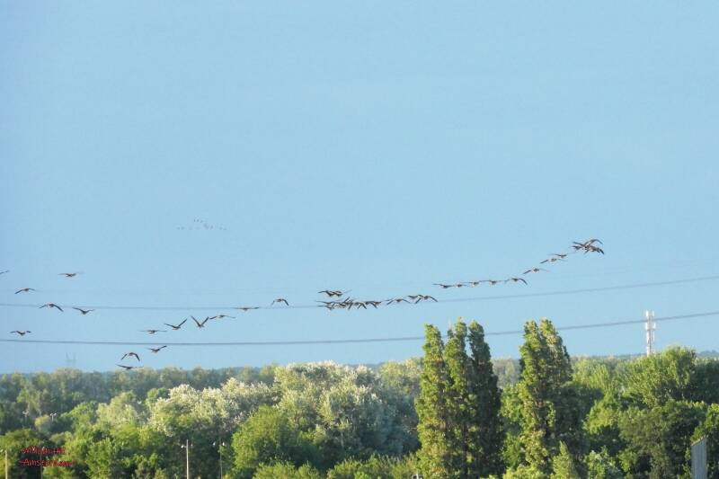  june 6, yes! they found eachother and all and off they all go....to somewhere else, up to the northeast