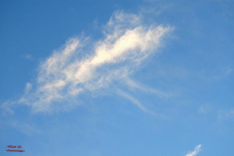 An alien Portuguese man-of-war ?