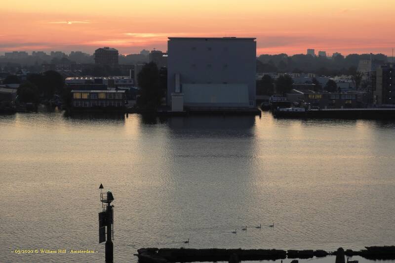 Goodmorning with the swans