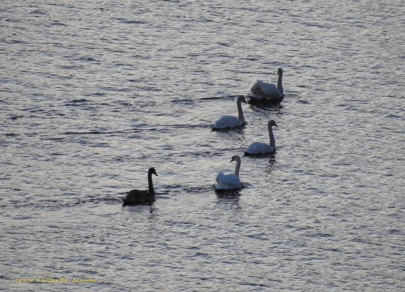 and swim fast to the other side