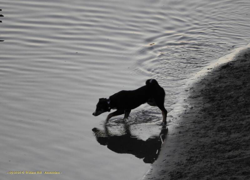 sneaky dog instinct for breakfast