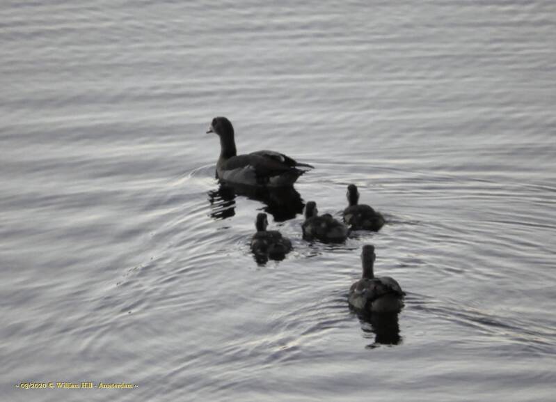 The Egyptian Geese don't like his instinct and follow their own
